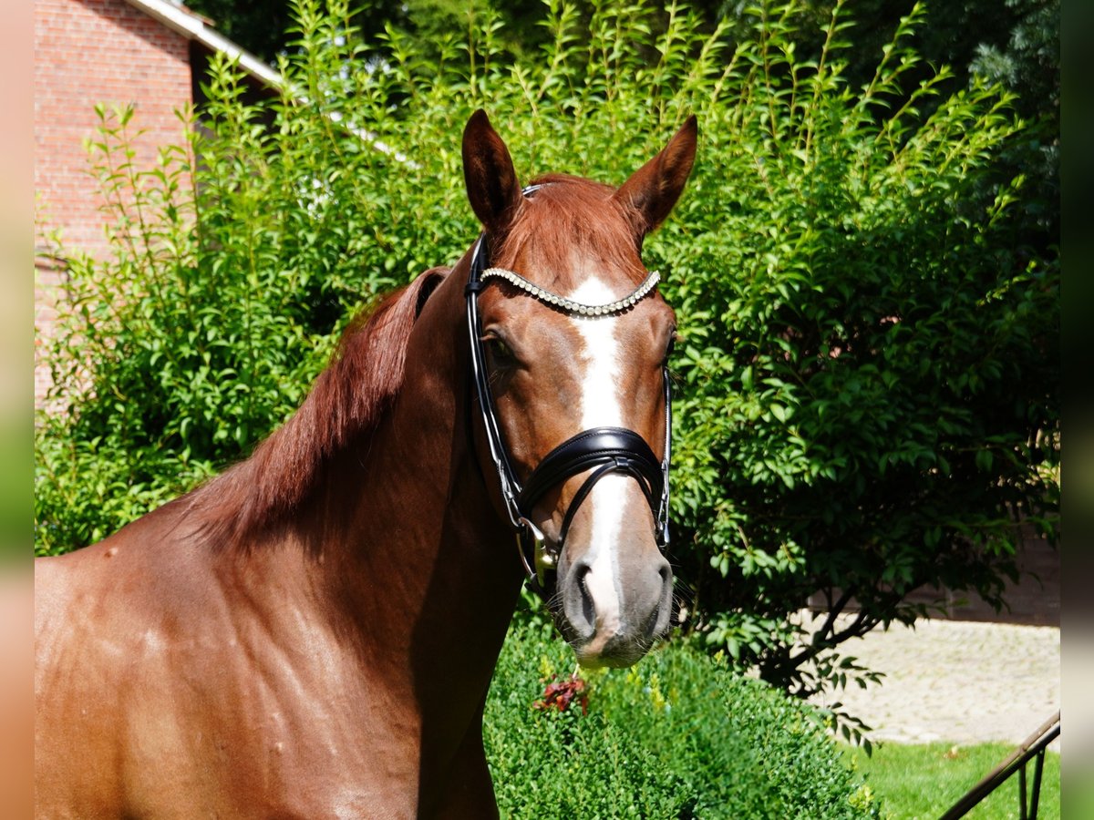 Hannoveriano Caballo castrado 5 años 166 cm Alazán-tostado in Brockel