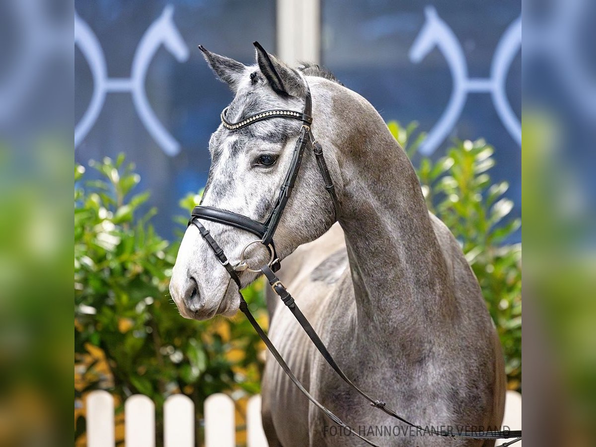 Hannoveriano Caballo castrado 5 años 166 cm Negro in Verden