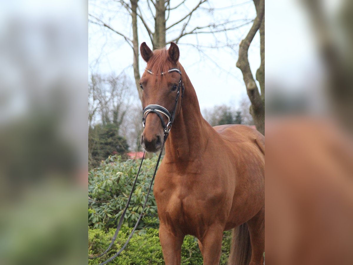 Hannoveriano Caballo castrado 5 años 167 cm Alazán-tostado in Kutenholz