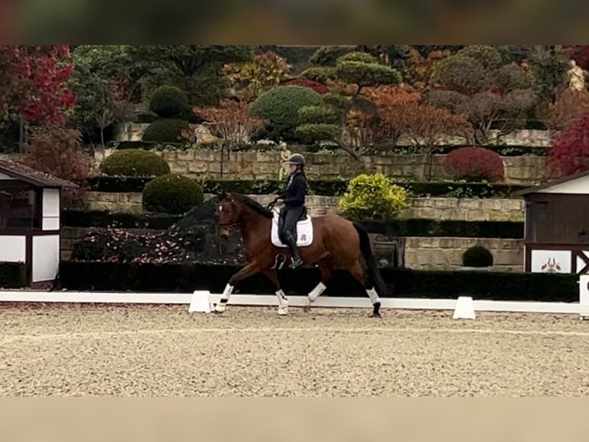 Hannoveriano Caballo castrado 5 años 167 cm Castaño in Kronberg im Taunus