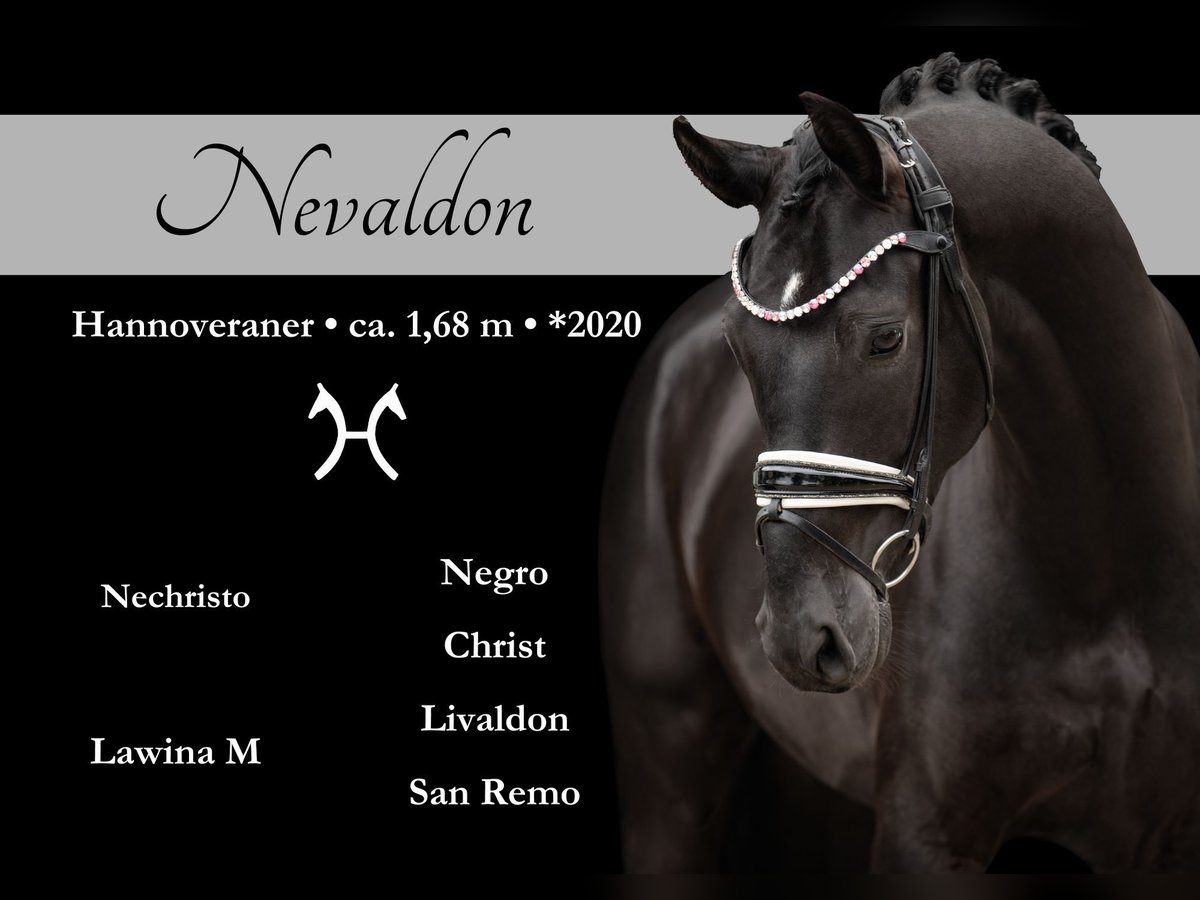 Hannoveriano Caballo castrado 5 años 167 cm Negro in Wehringen