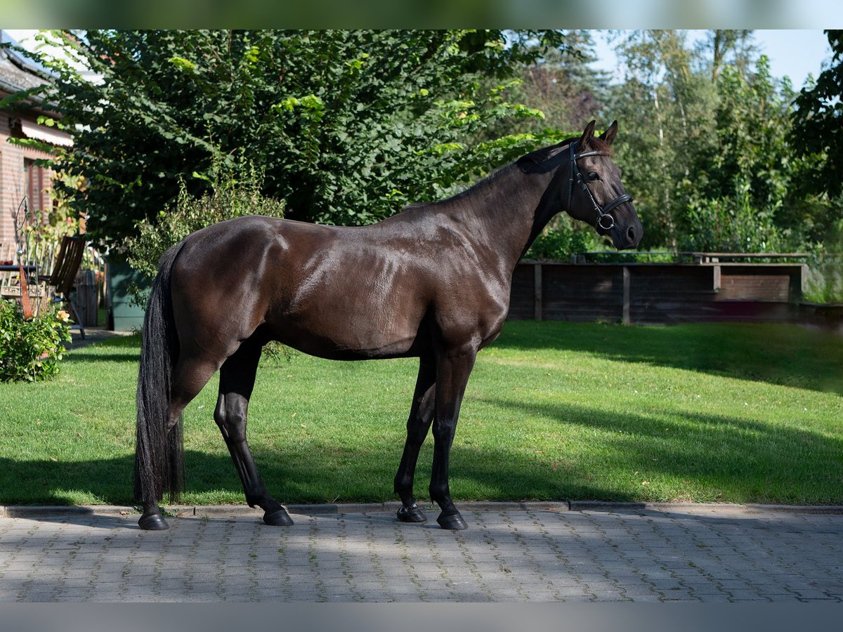 Hannoveriano Caballo castrado 5 años 167 cm Negro in Wustrow-Teplingen