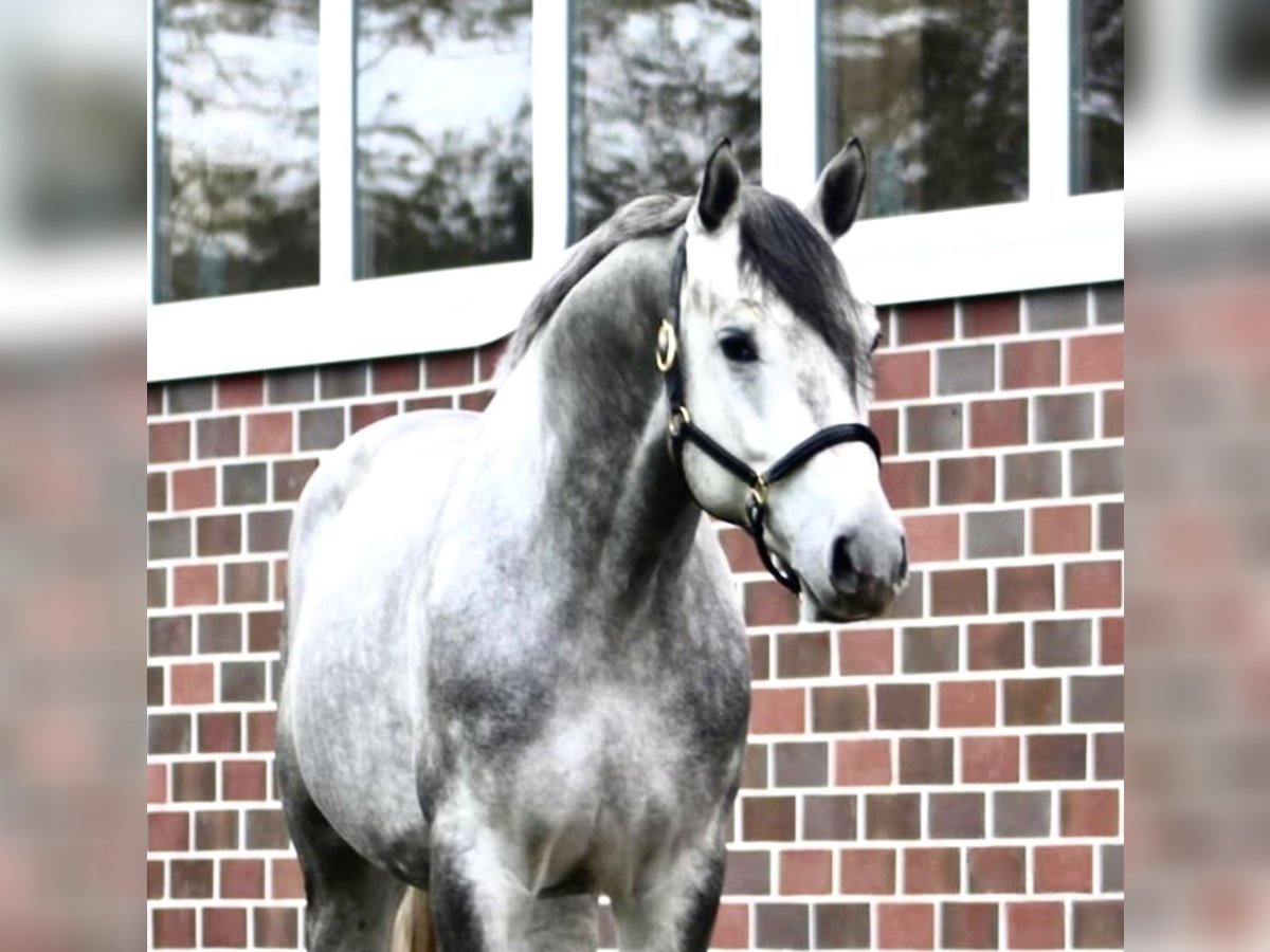 Hannoveriano Caballo castrado 5 años 167 cm Tordo rodado in Berne