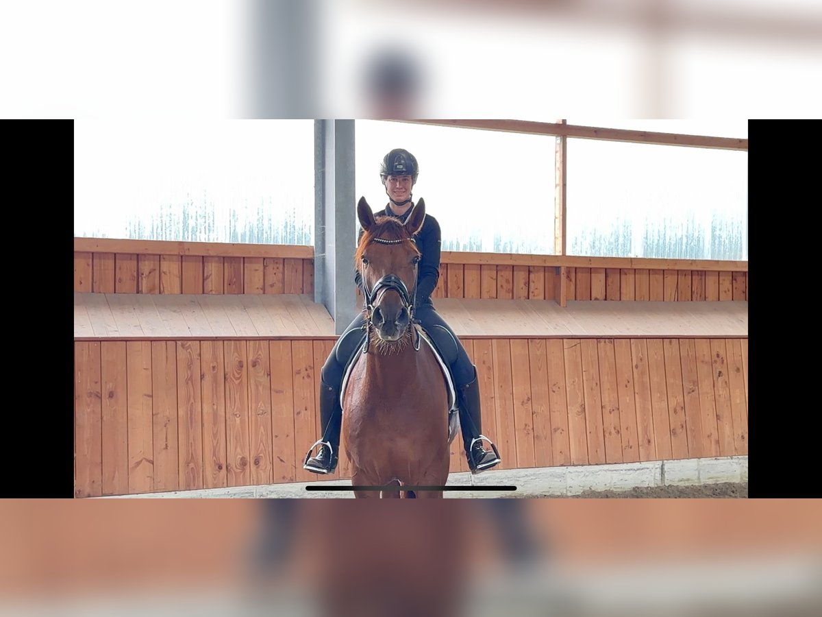 Hannoveriano Caballo castrado 5 años 168 cm Alazán in Löningen