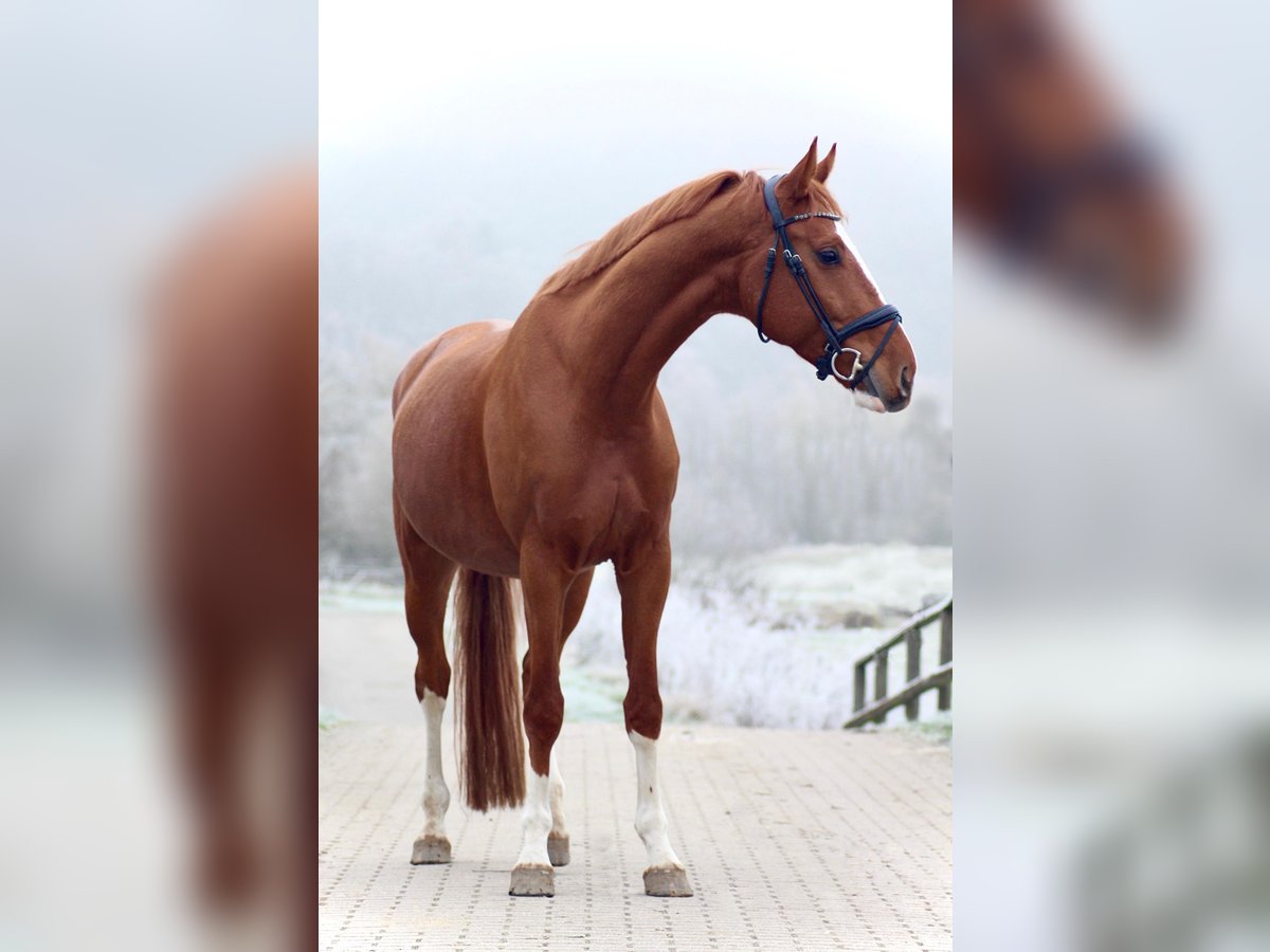 Hannoveriano Caballo castrado 5 años 168 cm Alazán in Marburg