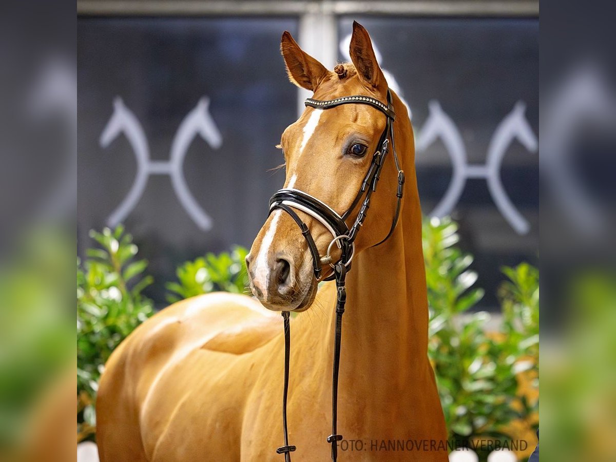 Hannoveriano Caballo castrado 5 años 168 cm Alazán in Verden