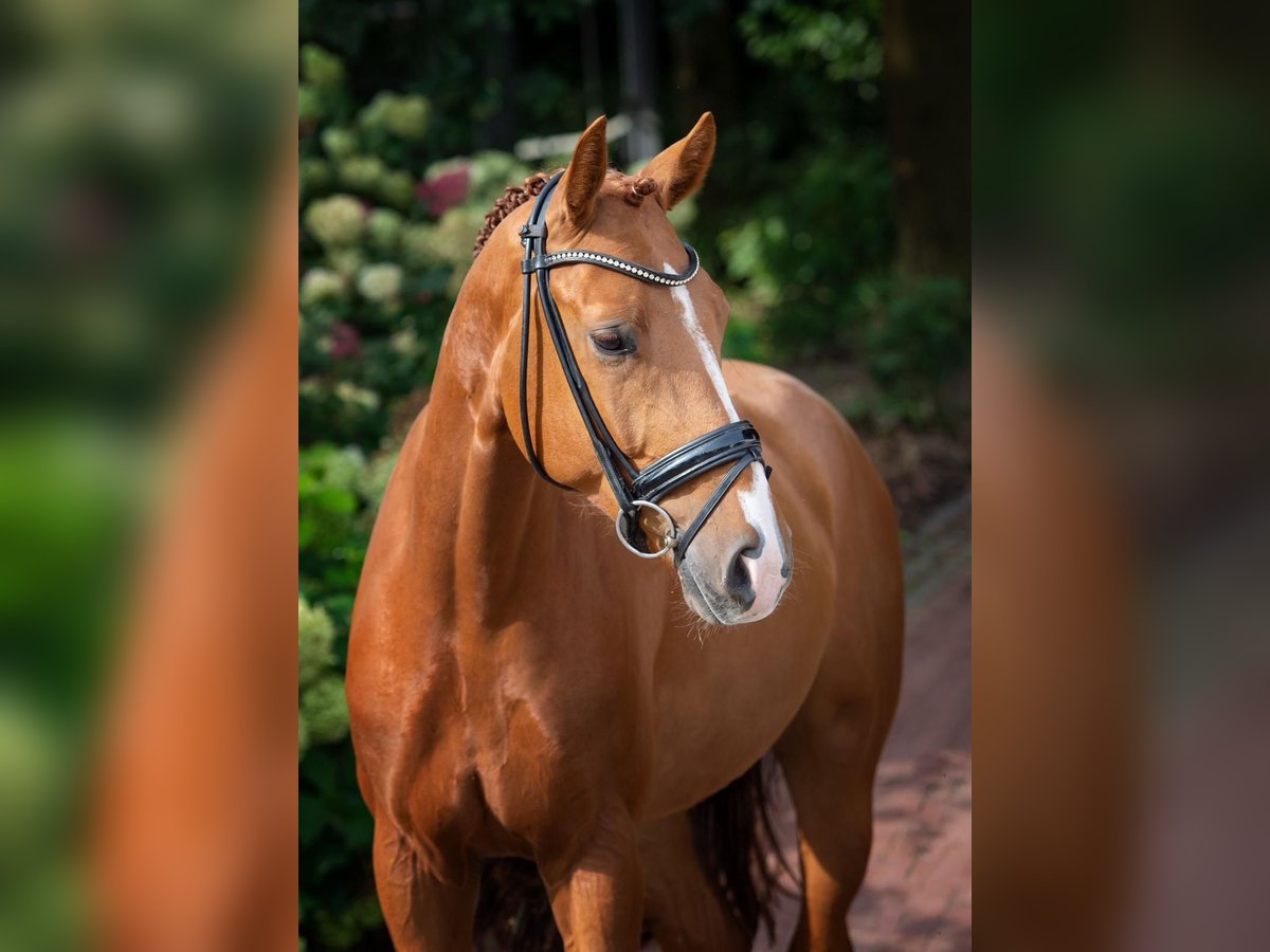 Hannoveriano Caballo castrado 5 años 168 cm Alazán in Westerkappeln