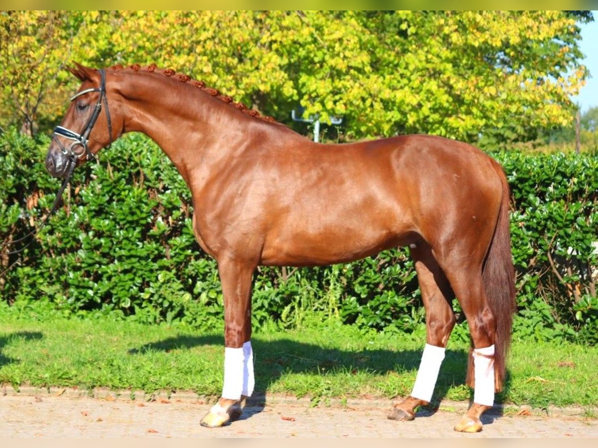 Hannoveriano Caballo castrado 5 años 168 cm Alazán-tostado in Selsingen