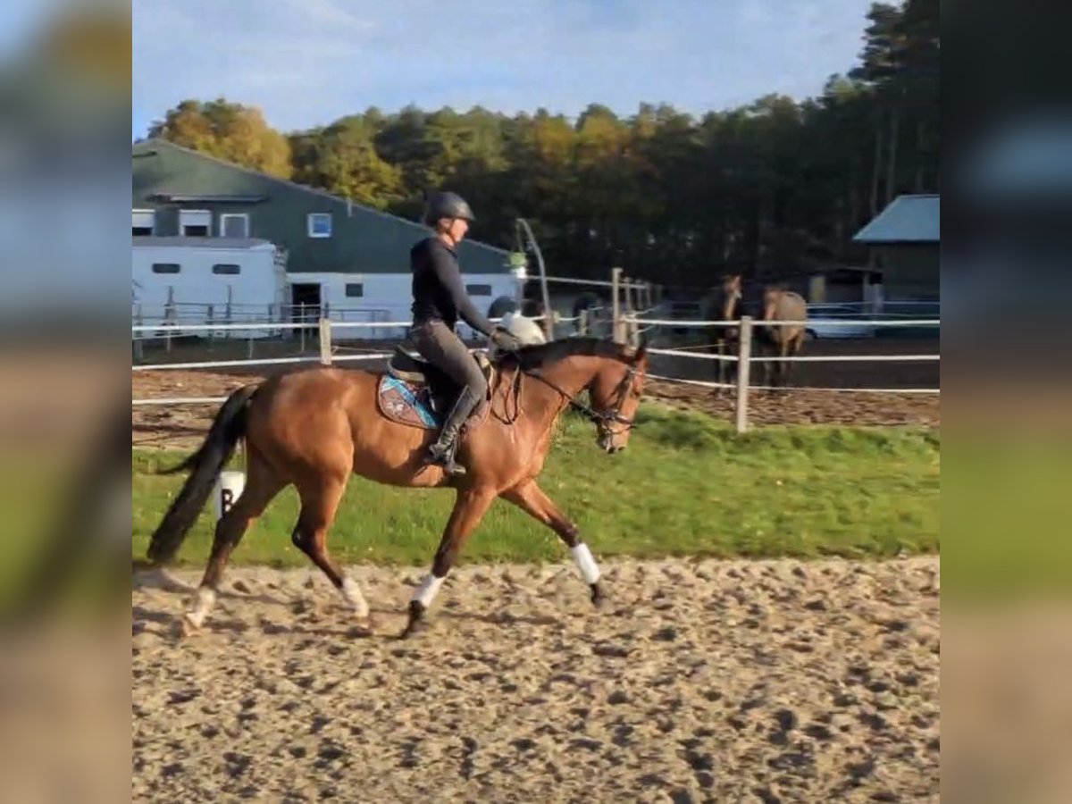 Hannoveriano Caballo castrado 5 años 168 cm Castaño in Schwarmstedt