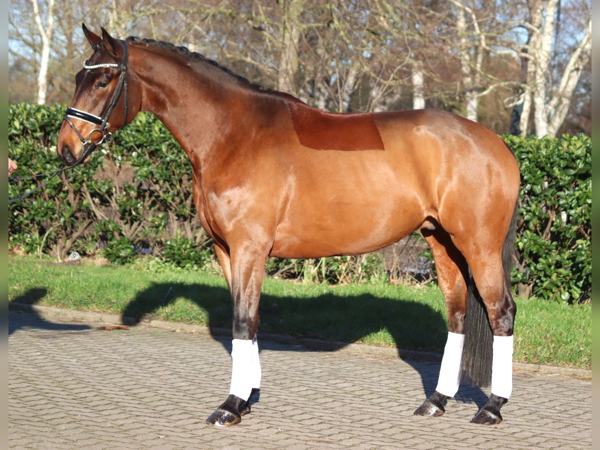 Hannoveriano Caballo castrado 5 años 168 cm Castaño in Selsingen