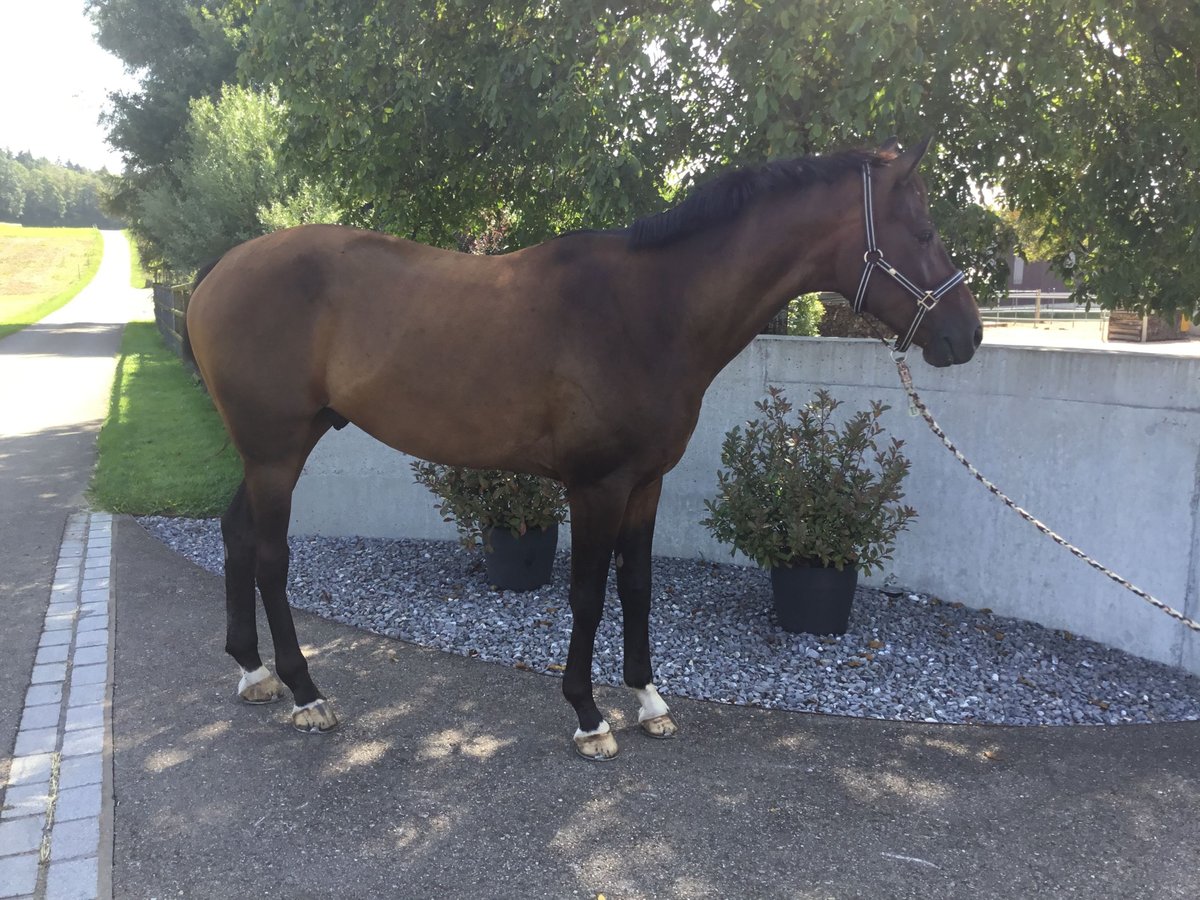 Hannoveriano Caballo castrado 5 años 168 cm Castaño in Kaltenbach