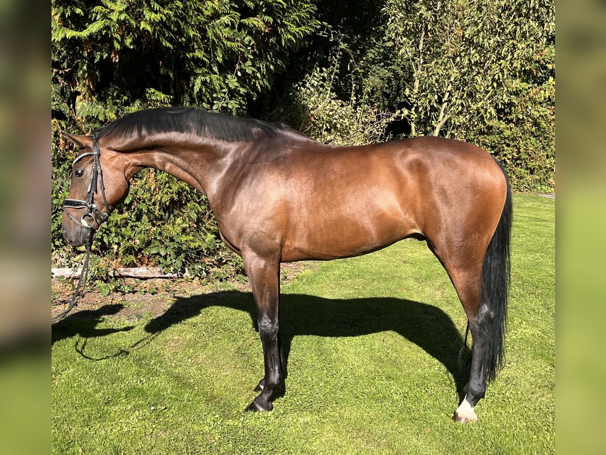 Hannoveriano Caballo castrado 5 años 168 cm Castaño in Hamm