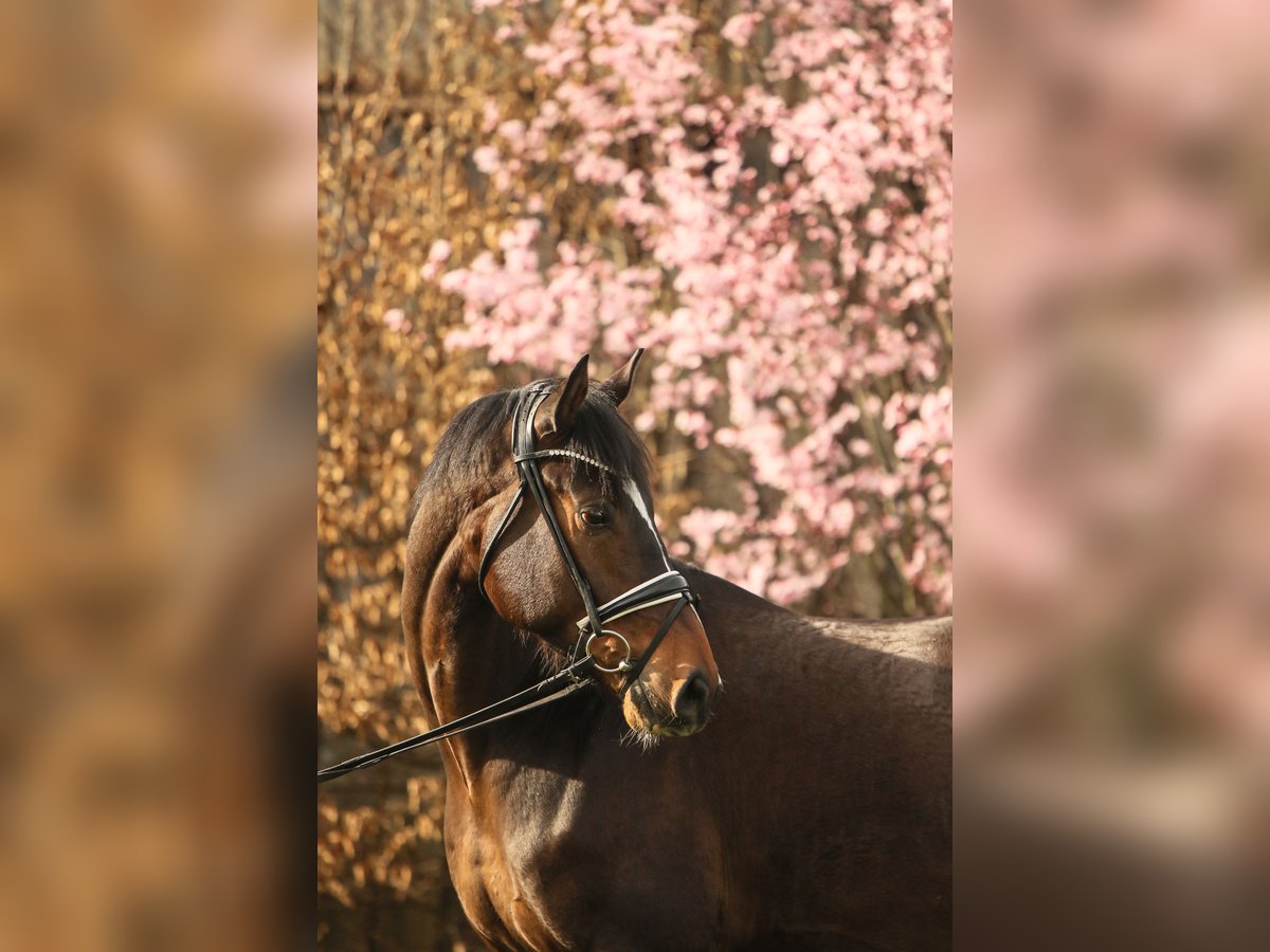 Hannoveriano Caballo castrado 5 años 168 cm Castaño in Schwäbisch Hall