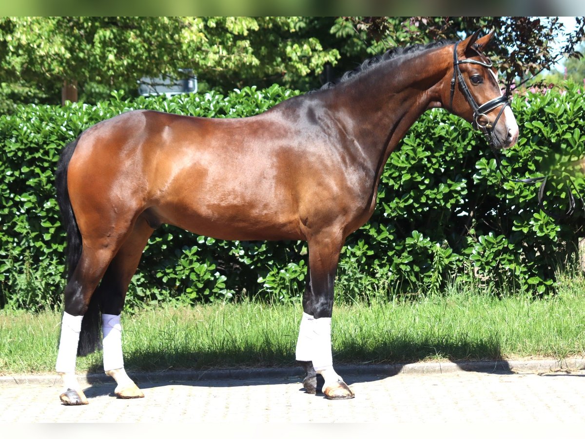 Hannoveriano Caballo castrado 5 años 168 cm Castaño in Selsingen