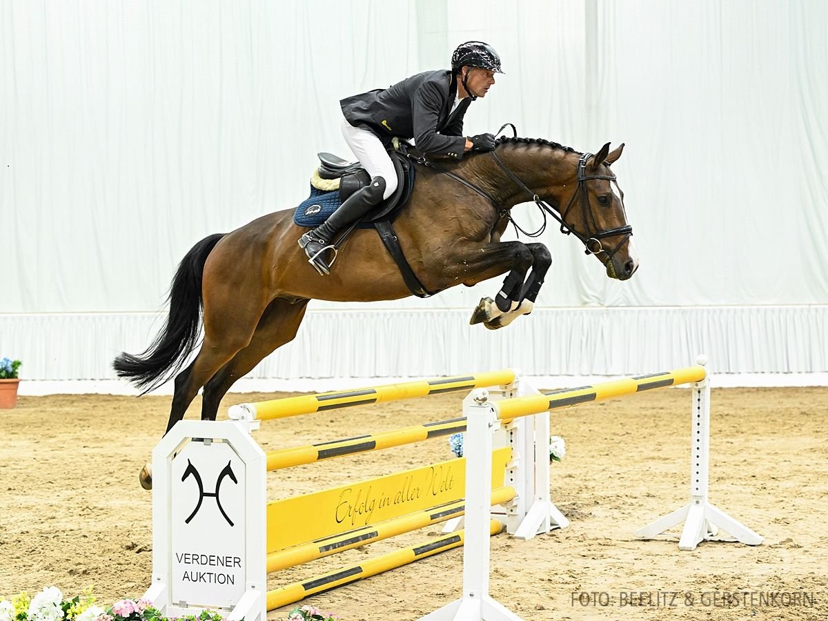 Hannoveriano Caballo castrado 5 años 168 cm Castaño oscuro in Verden