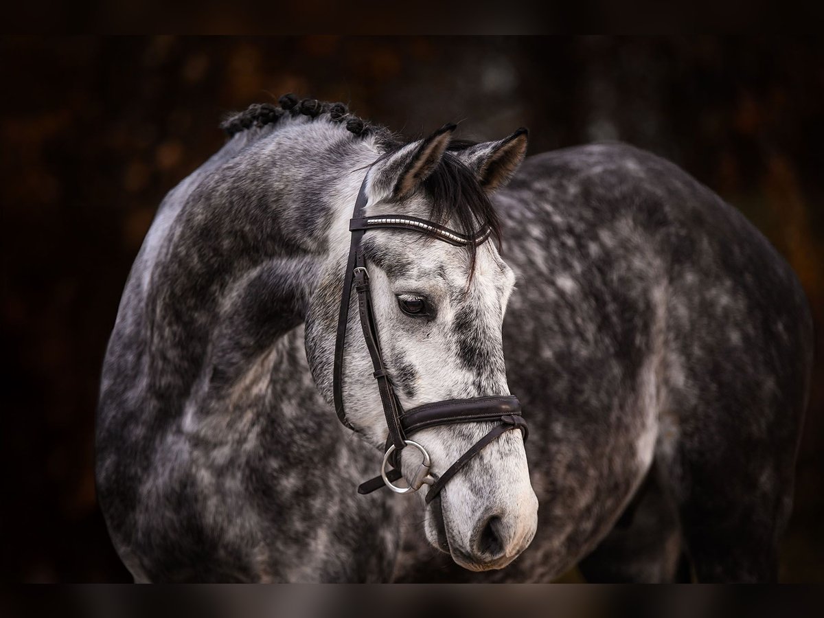 Hannoveriano Caballo castrado 5 años 168 cm Tordo in Riedstadt