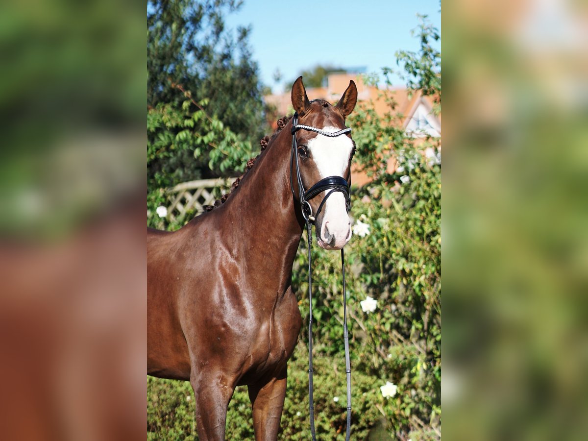 Hannoveriano Caballo castrado 5 años 169 cm Alazán-tostado in Hohenfelde