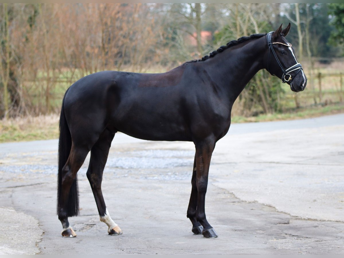 Hannoveriano Caballo castrado 5 años 169 cm Negro in Lienen