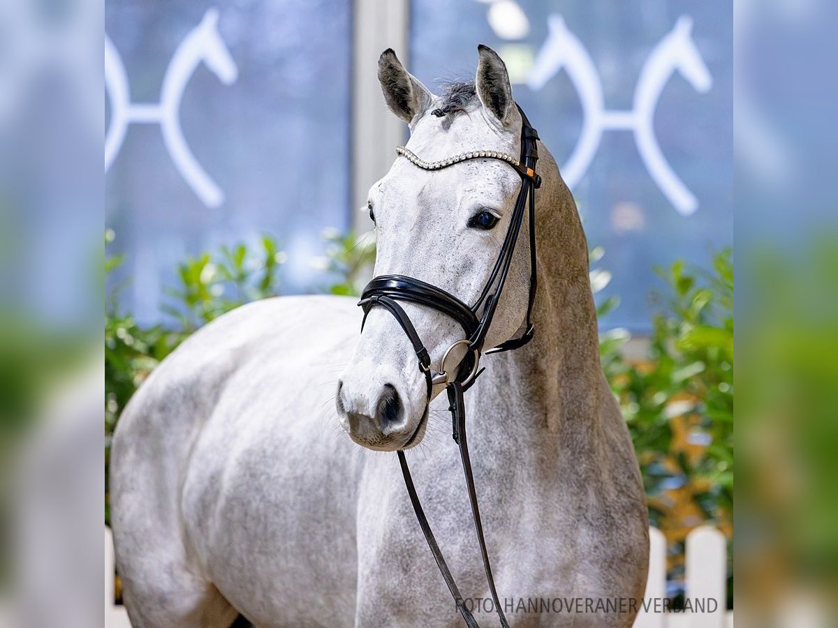 Hannoveriano Caballo castrado 5 años 169 cm Tordo in Verden