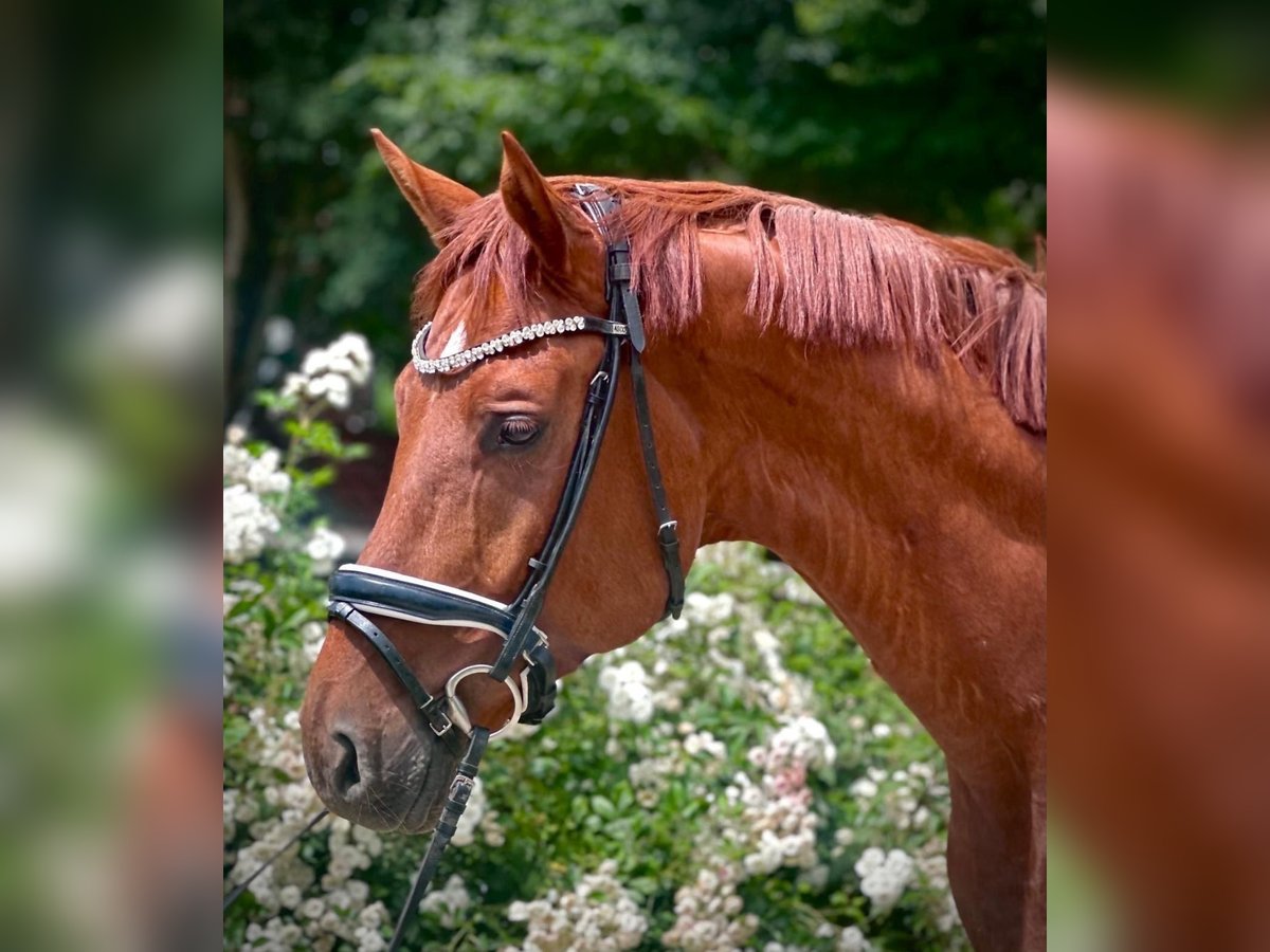 Hannoveriano Caballo castrado 5 años 170 cm Alazán in Niederkassel