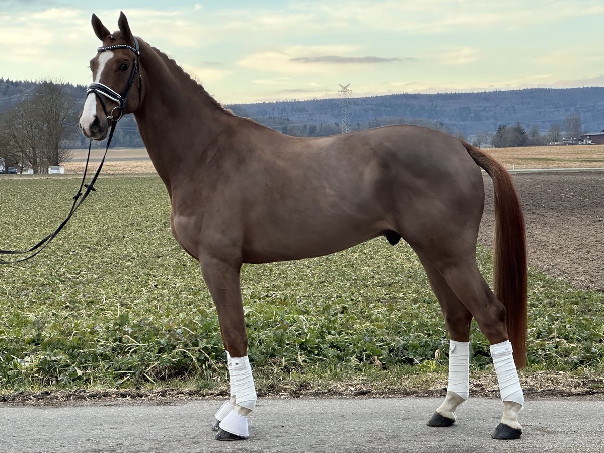 Hannoveriano Caballo castrado 5 años 170 cm Alazán in Riedlingen