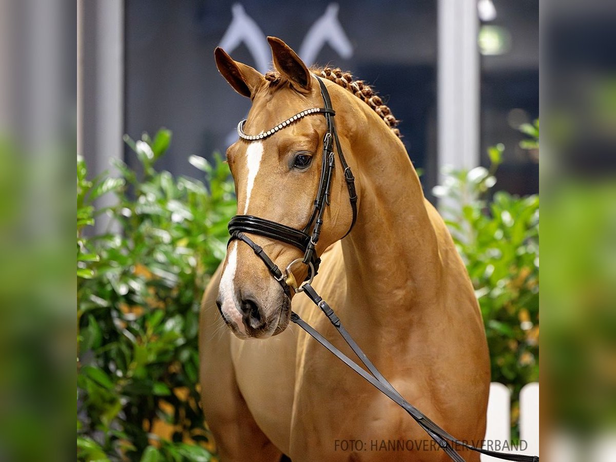 Hannoveriano Caballo castrado 5 años 170 cm Alazán in Verden