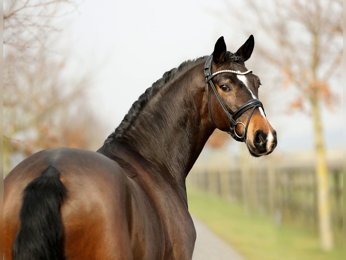 Hannoveriano Caballo castrado 5 años 170 cm Castaño in Diepholz