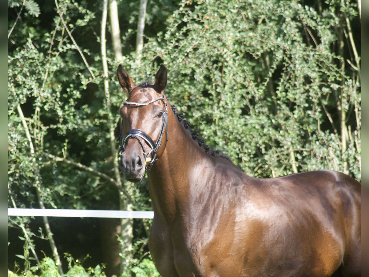 Hannoveriano Caballo castrado 5 años 170 cm Castaño in Alfstedt
