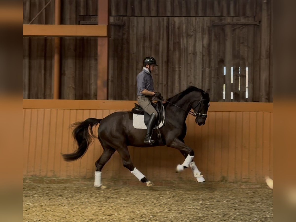 Hannoveriano Caballo castrado 5 años 170 cm Castaño oscuro in Vechta