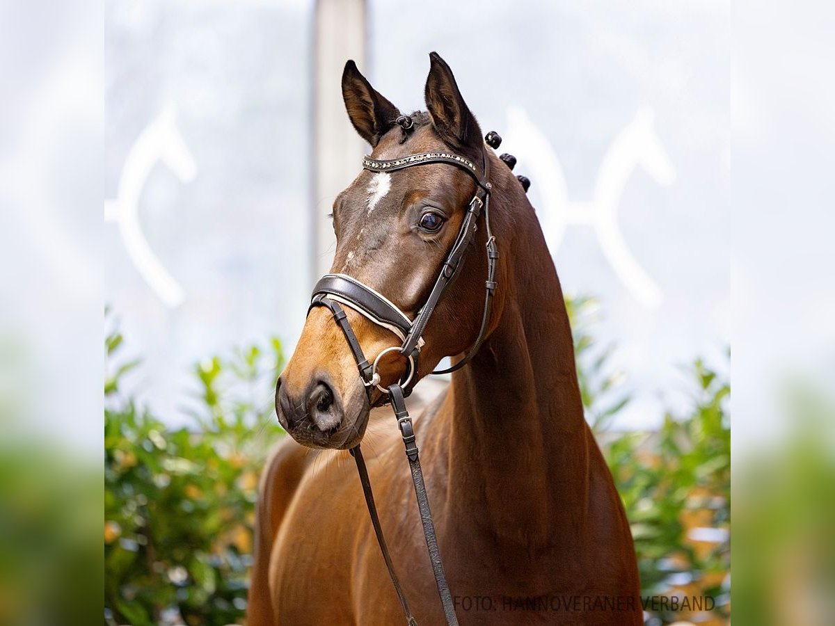 Hannoveriano Caballo castrado 5 años 170 cm Castaño oscuro in Verden