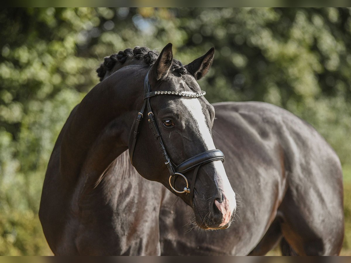 Hannoveriano Caballo castrado 5 años 170 cm Negro in Riedstadt