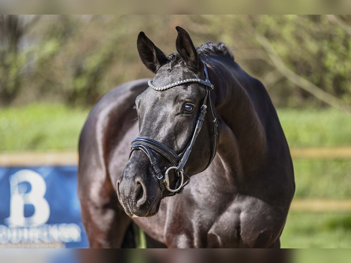 Hannoveriano Caballo castrado 5 años 170 cm Negro in Riedstadt