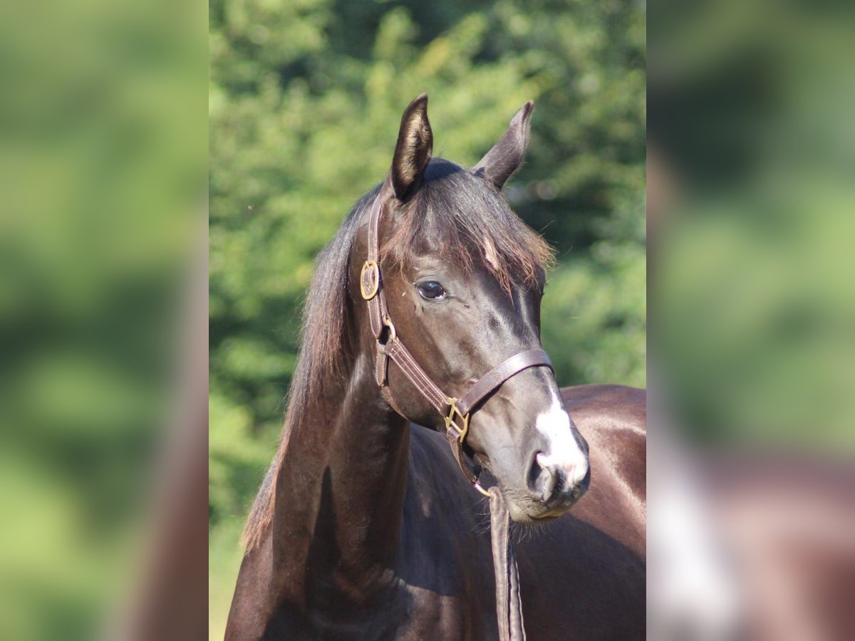 Hannoveriano Caballo castrado 5 años 170 cm Negro in Itzstedt