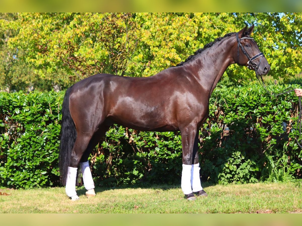 Hannoveriano Caballo castrado 5 años 170 cm Negro in Selsingen