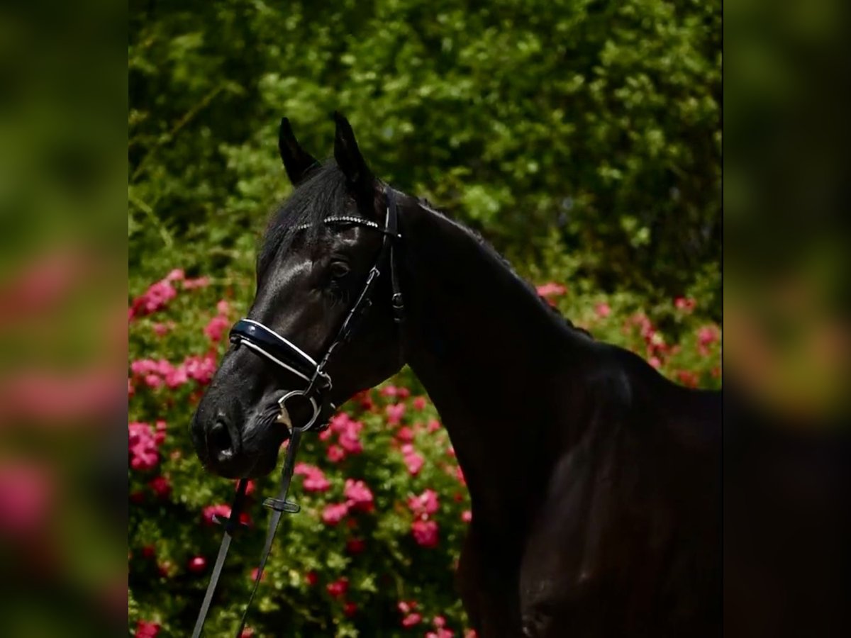 Hannoveriano Caballo castrado 5 años 170 cm Negro in Warsaw