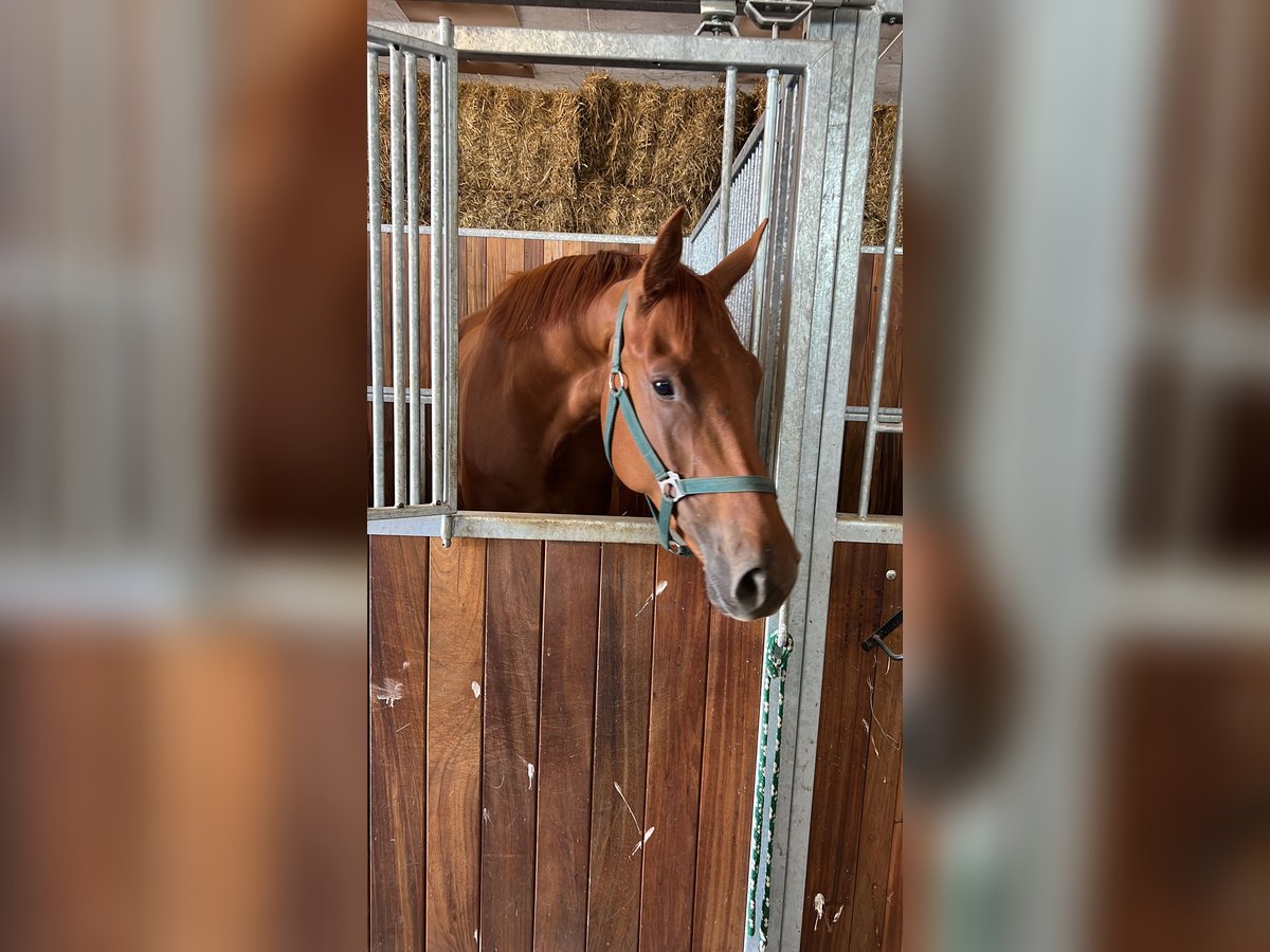Hannoveriano Caballo castrado 5 años 172 cm Alazán in Lalendorf Wattmannshagen