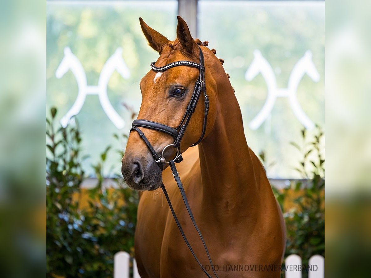 Hannoveriano Caballo castrado 5 años 172 cm Alazán in Verden