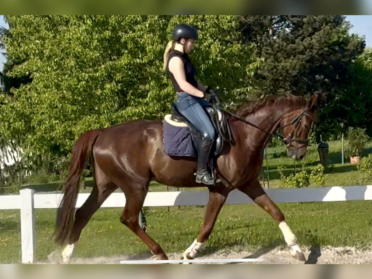 Hannoveriano Caballo castrado 5 años 172 cm Alazán-tostado in Kassel