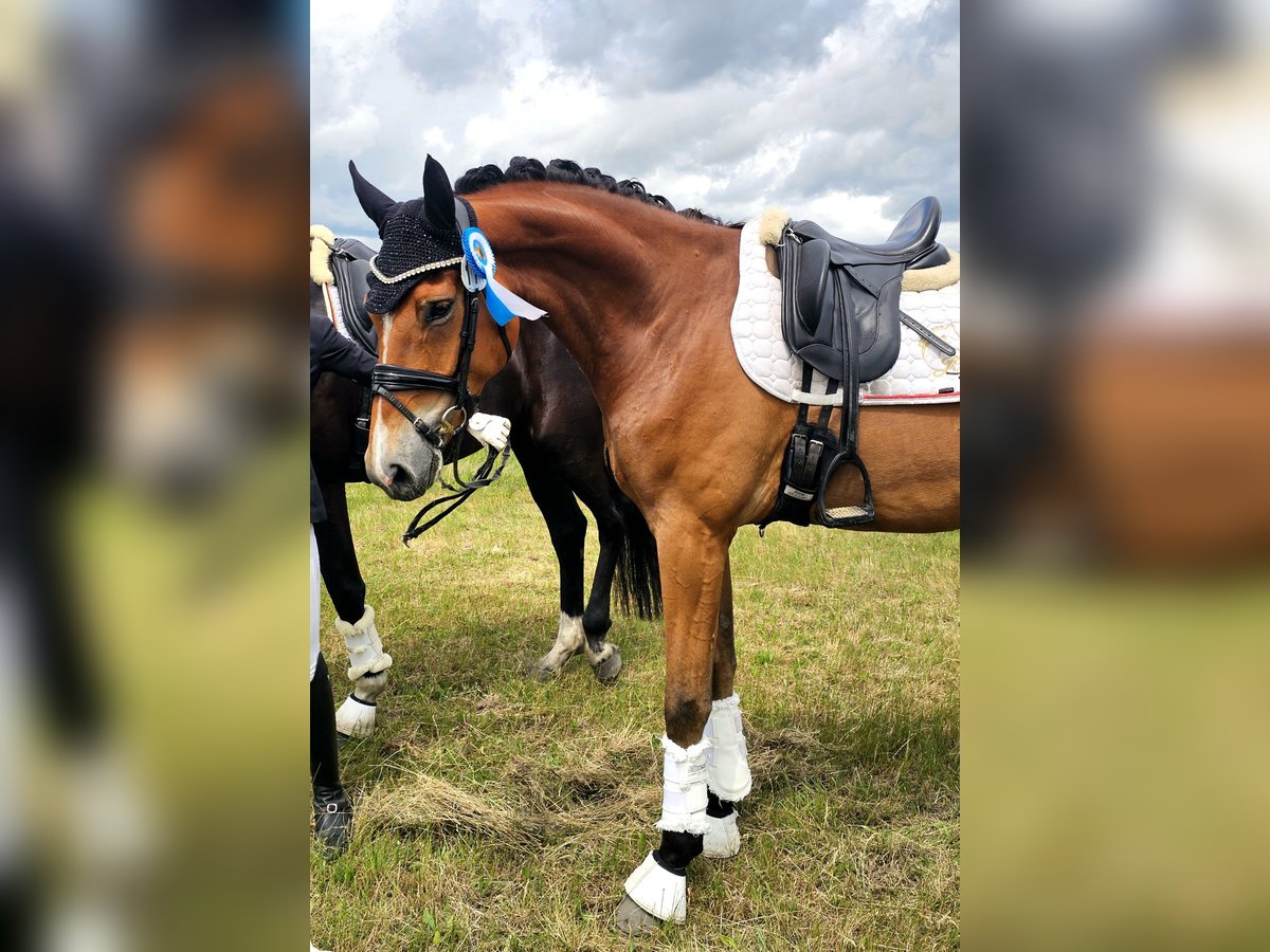 Hannoveriano Caballo castrado 5 años 172 cm Castaño in Kamern