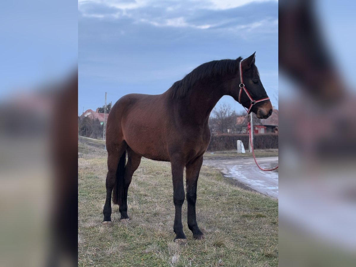 Hannoveriano Caballo castrado 5 años 172 cm Castaño in Deggendorf