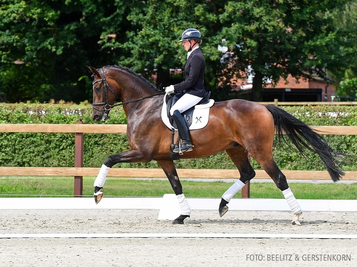 Hannoveriano Caballo castrado 5 años 172 cm Castaño oscuro in Verden