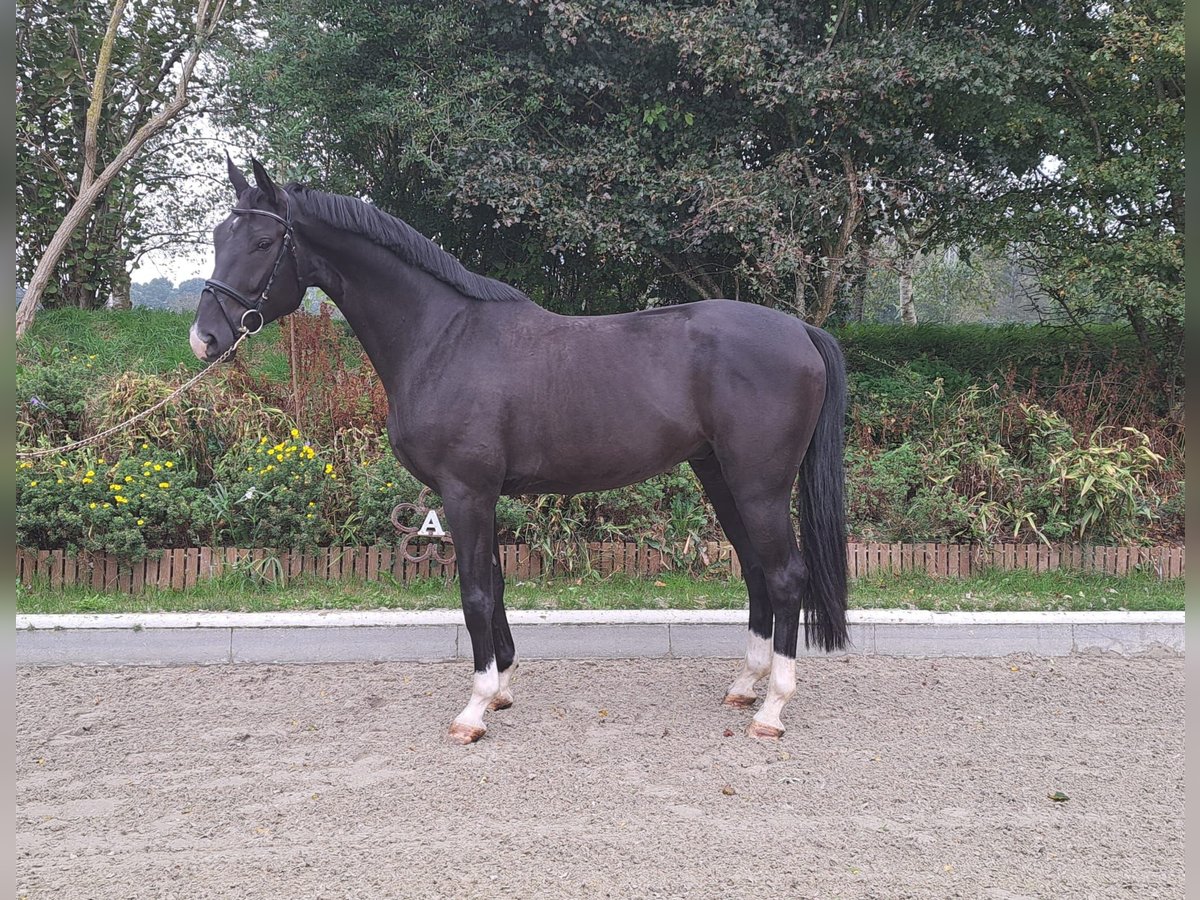 Hannoveriano Caballo castrado 5 años 172 cm Negro in Loxstedt