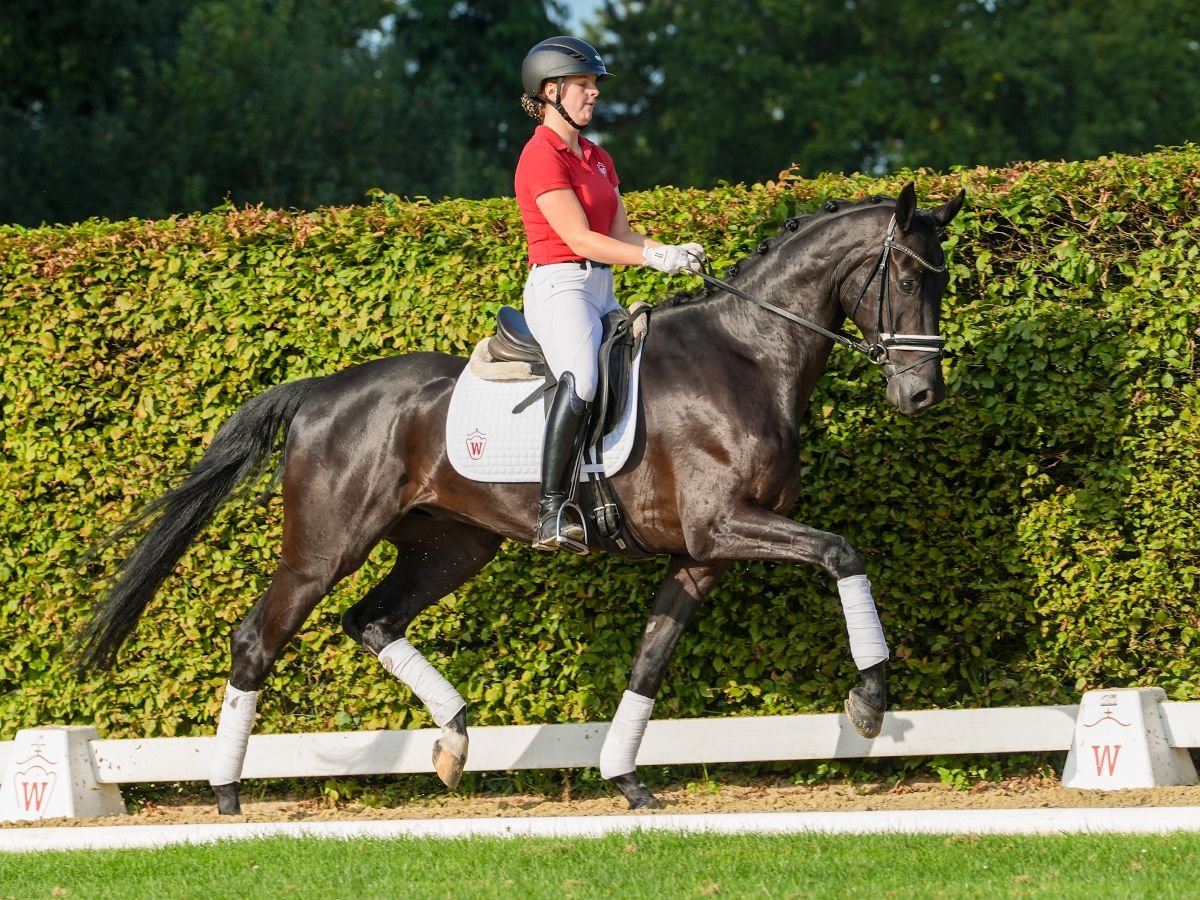 Hannoveriano Caballo castrado 5 años 172 cm Negro in Münster