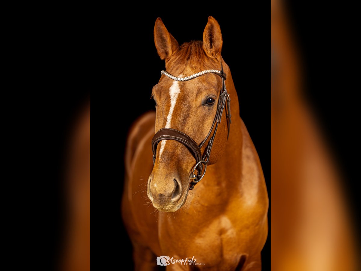 Hannoveriano Caballo castrado 5 años 173 cm Alazán-tostado in Offenhausen