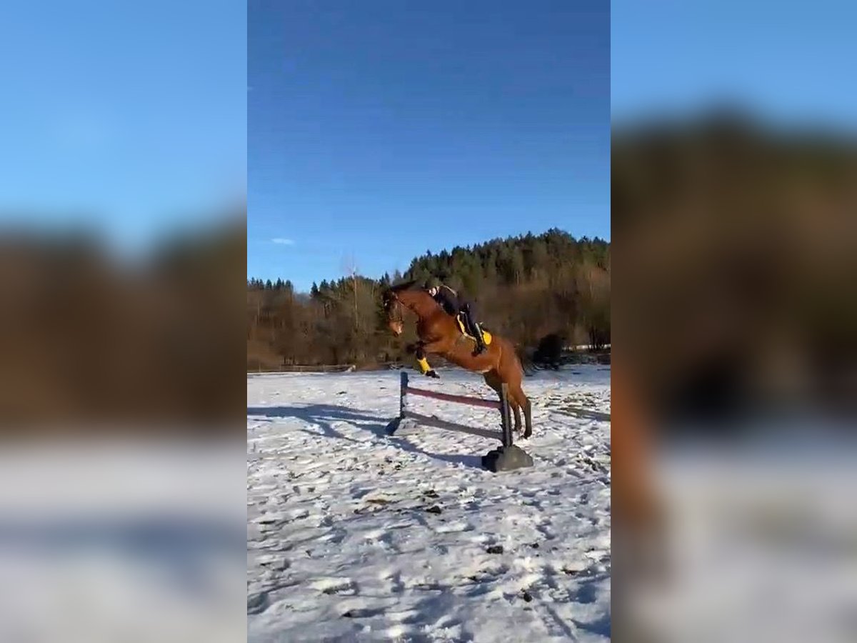 Hannoveriano Caballo castrado 5 años 173 cm Castaño in Klagenfurt,11.Bez.:St. Ruprecht