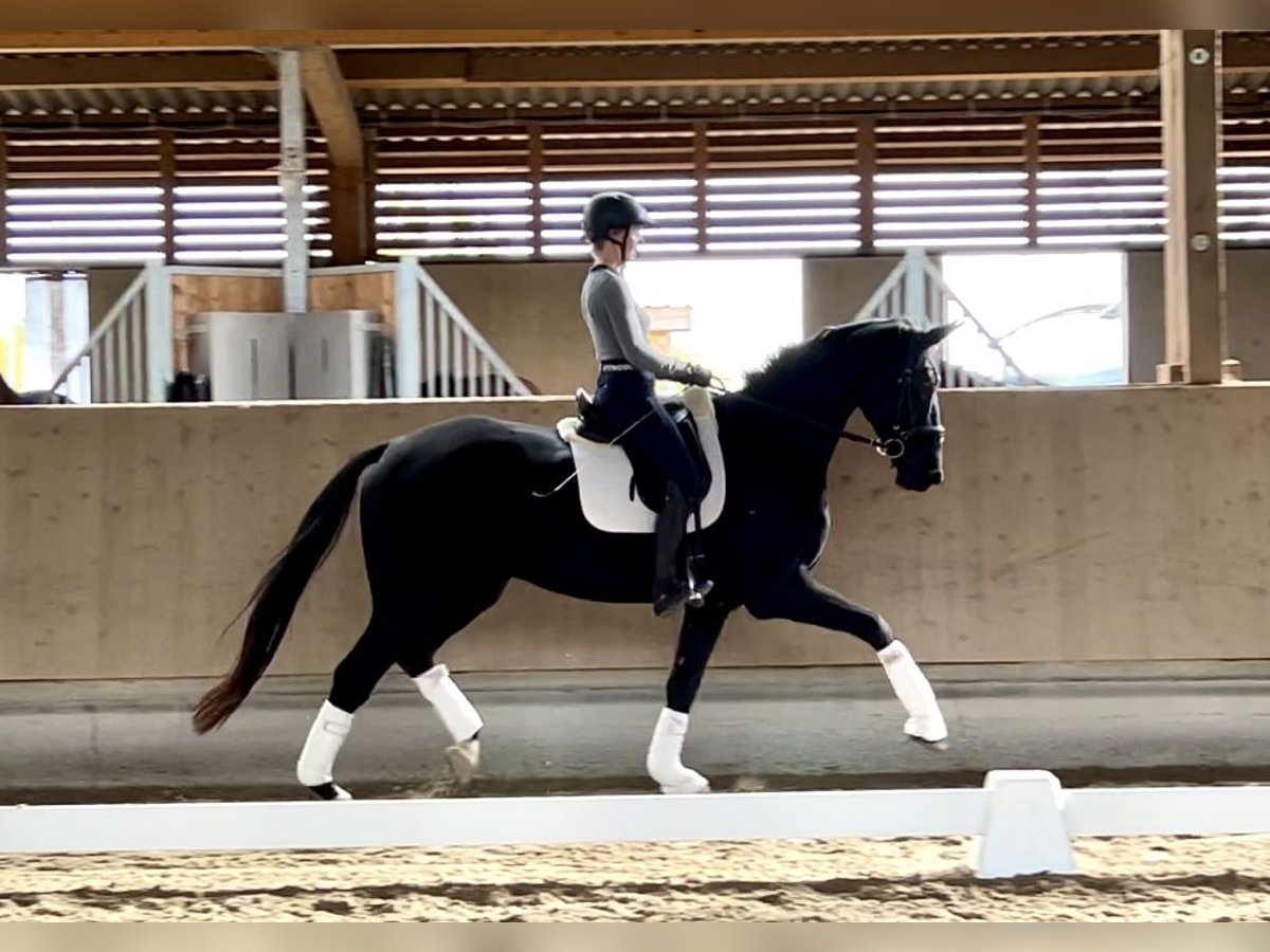 Hannoveriano Caballo castrado 5 años 173 cm Negro in Börrstadt