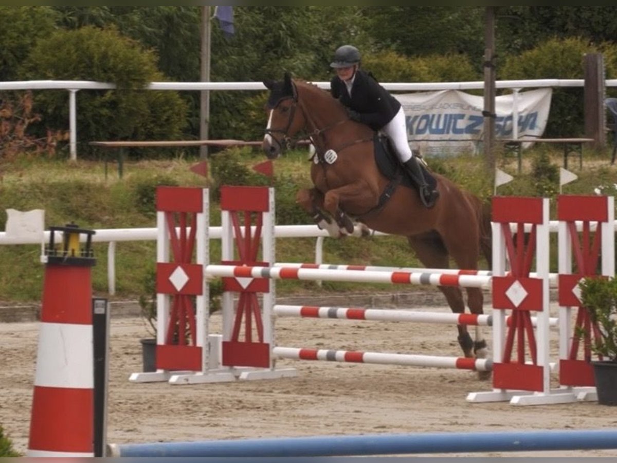 Hannoveriano Caballo castrado 5 años 174 cm Alazán in Bonn