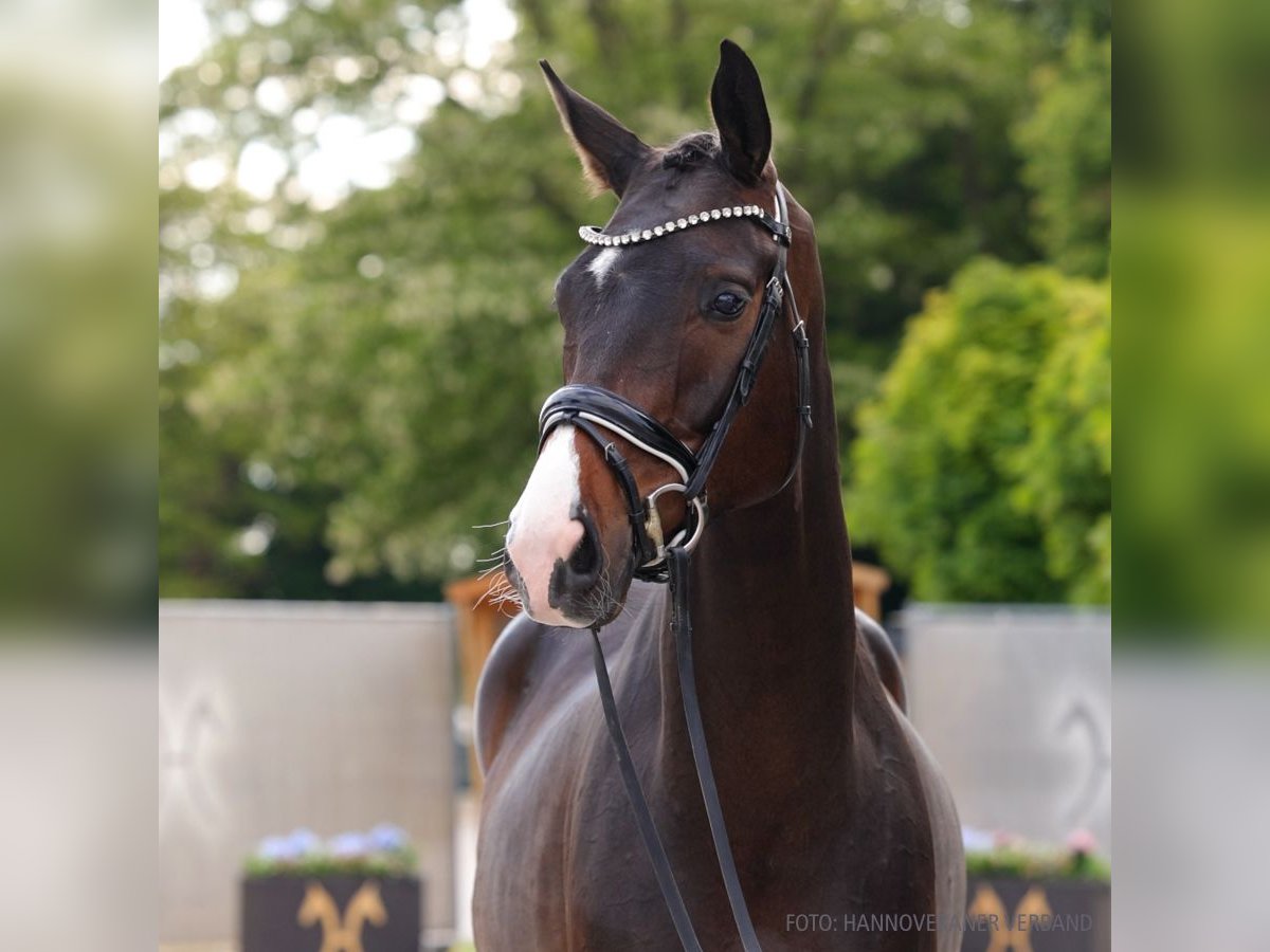 Hannoveriano Caballo castrado 5 años 174 cm Castaño oscuro in Verden