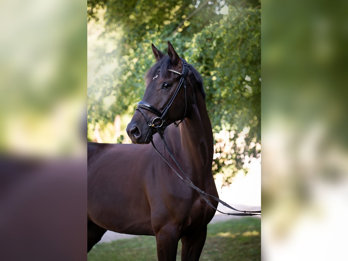 Hannoveriano Caballo castrado 5 años 174 cm Negro in Springe