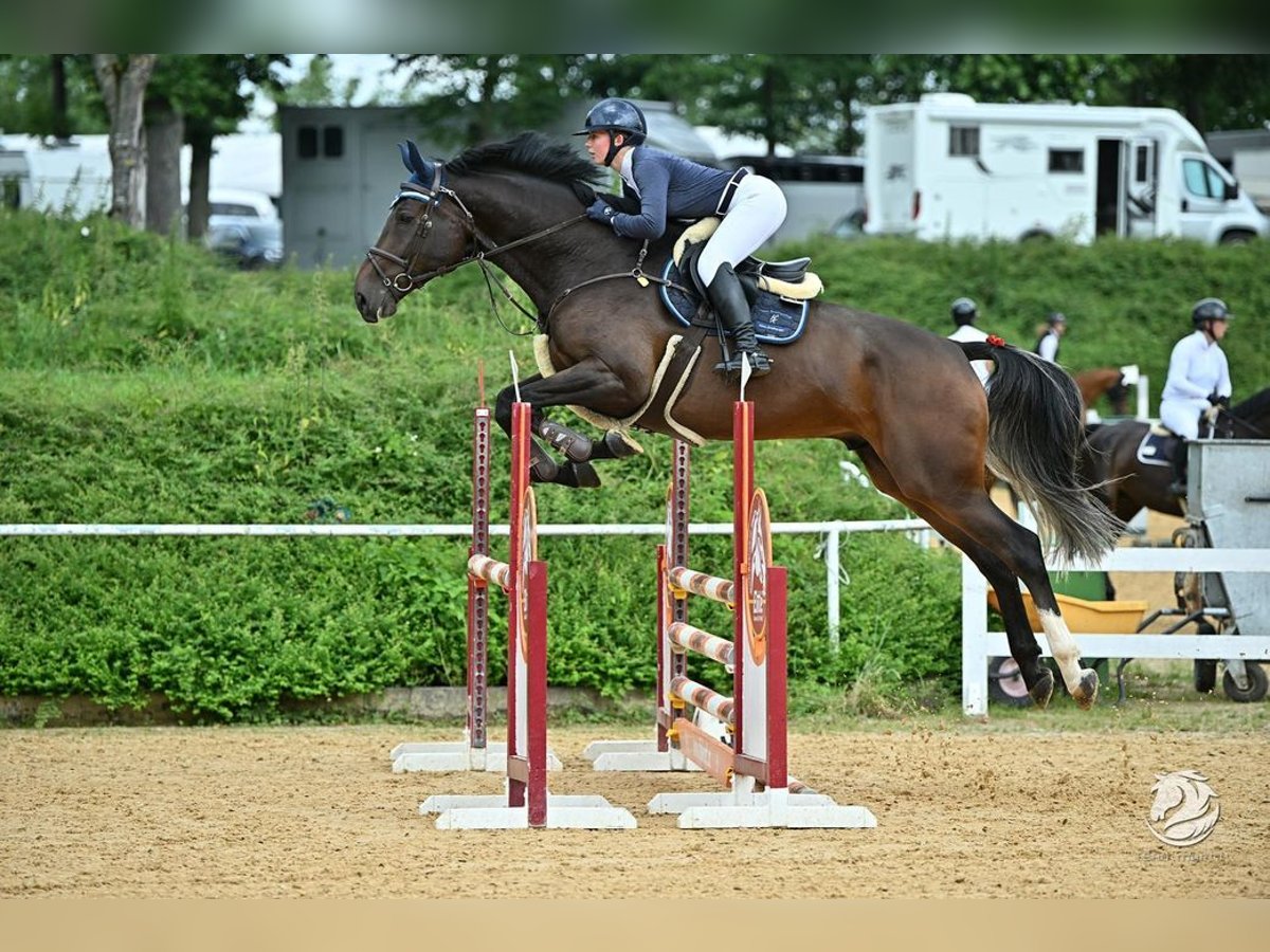 Hannoveriano Caballo castrado 5 años 175 cm Alazán-tostado in Allershausen